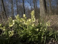 NL, Noord-Brabant, Meierijstad, Wijboschbroek 6, Saxifraga-Willem van Kruijsbergen