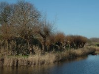 NL, Noord-Brabant, Moerdijk, Fort de Hel 2, Saxifraga-Jan van der Straaten