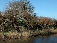 NL, Noord-Brabant, Moerdijk, Fort de Hel 4, Saxifraga-Jan van der Straaten