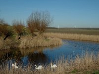 NL, Noord-Brabant, Moerdijk, Fort de Hel 5, Saxifraga-Jan van der Straaten