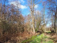 NL, Noord-Brabant, Nuenen-Gerwen-Nederwetten, Nuenens Broek 3, Saxifraga-Tom Heijnen