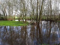 NL, Noord-Brabant, Oirschot, Beersbroek 11, Saxifraga-Tom Heijnen