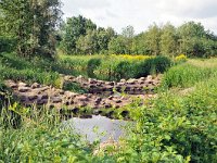 NL, Noord-Brabant, Oirschot, Beerze N of Spoordonk 1, Saxifraga-Tom Heijnen