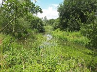 NL, Noord-Brabant, Oirschot, Beerze in Kattenbergs Broek 1, Saxifraga-Tom Heijnen