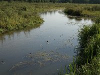 NL, Noord-Brabant, Oirschot, Dal van de Beerze 12, Saxifraga-Jan van der Straaten