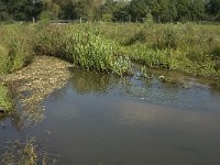 NL, Noord-Brabant, Oirschot, Dal van de Beerze 13, Saxifraga-Jan van der Straaten