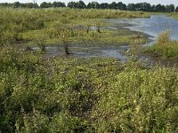 NL, Noord-Brabant, Oirschot, Dal van de Beerze 15, Saxifraga-Jan van der Straaten