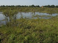 NL, Noord-Brabant, Oirschot, Dal van de Beerze 3, Saxifraga-Jan van der Straaten