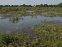 NL, Noord-Brabant, Oirschot, Dal van de Beerze 5, Saxifraga-Jan van der Straaten