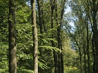 NL, Noord-Brabant, Oirschot, De Baest 10, Saxifraga-Jan van der Straaten