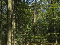 NL, Noord-Brabant, Oirschot, De Baest 9, Saxifraga-Jan van der Straaten