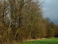 NL, Noord-Brabant, Oirschot, De Mortelen 1, Saxifraga-Jan van der Straaten