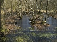 NL, Noord-Brabant, Oirschot, De Mortelen 16, Saxifraga-Jan van der Straaten