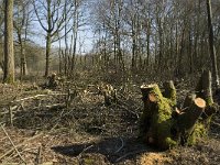 NL, Noord-Brabant, Oirschot, De Mortelen 19, Saxifraga-Marijke Verhagen