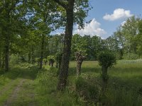 NL, Noord-Brabant, Oirschot, De Mortelen 36, Saxifraga-Jan van der Straaten