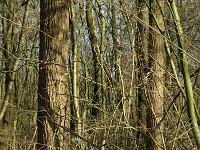 NL, Noord-Brabant, Oirschot, De Mortelen 6, Saxifraga-Jan van der Straaten