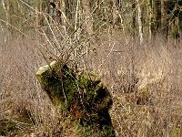 NL, Noord-Brabant, Oirschot, De Woekens 24, Saxifraga-Jan van der Straaten