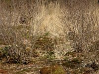 NL, Noord-Brabant, Oirschot, De Woekens 26, Saxifraga-Jan van der Straaten