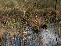 NL, Noord-Brabant, Oirschot, De Woekens 5, Saxifraga-Marijke Verhagen