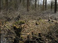 NL, Noord-Brabant, Oirschot, De Zwarte Voorten 10, Saxifraga-Marijke Verhagen