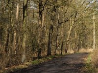 NL, Noord-Brabant, Oirschot, De Zwarte Voorten 2, Saxifraga-Marijke Verhagen