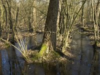 NL, Noord-Brabant, Oirschot, Heerenbeek 22, Saxifraga-Jan van der Straaten