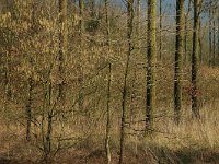 NL, Noord-Brabant, Oirschot, Heerenbeek 3, Saxifraga-Jan van der Straaten