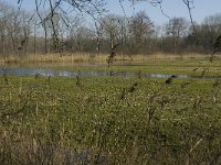 NL, Noord-Brabant, Oirschot, Heerenbeek 32, Saxifraga-Jan van der Straaten