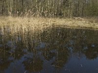 NL, Noord-Brabant, Oirschot, Heerenbeek 35, Saxifraga-Jan van der Straaten