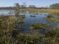 NL, Noord-Brabant, Oirschot, Heerenbeek 7, Saxifraga-Jan van der Straaten