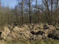 NL, Noord-Brabant, Oirschot, Heerenbeek 9, Saxifraga-Jan van der Straaten