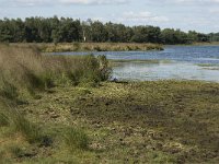 NL, Noord-Brabant, Oirschot, Keijenhurk 2, Saxifraga-Jan van der Straaten