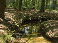 NL, Noord-Brabant, Oirschot, Kleine Beerze 8, Saxifraga-Jan van der Straaten