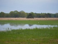 NL, Noord-Brabant, Oirschot, Kromven in Landschotse Heide 5, Saxifraga-Tom Heijnen