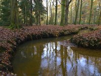 NL, Noord-Brabant, Oirschot, Landgoed De Baest S of Wilhelminakanaal 10, Saxifraga-Tom Heijnen