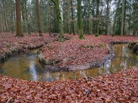 NL, Noord-Brabant, Oirschot, Landgoed De Baest S of Wilhelminakanaal 13, Saxifraga-Tom Heijnen