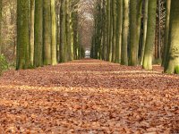 NL, Noord-Brabant, Oirschot, Landgoed De Baest S of Wilhelminakanaal 2, Saxifraga-Tom Heijnen