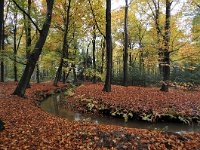 NL, Noord-Brabant, Oirschot, Landgoed De Baest S of Wilhelminakanaal 4, Saxifraga-Tom Heijnen