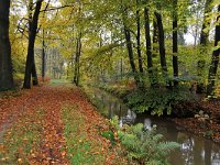 NL, Noord-Brabant, Oirschot, Landgoed De Baest S of Wilhelminakanaal 6, Saxifraga-Tom Heijnen