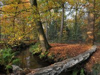 NL, Noord-Brabant, Oirschot, Landgoed De Baest S of Wilhelminakanaal 8, Saxifraga-Tom Heijnen