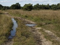 NL, Noord-Brabant, Oirschot, Landschotsche Heide 10, Saxifraga-Jan van der Straaten