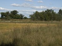 NL, Noord-Brabant, Oirschot, Landschotsche Heide 4, Saxifraga-Jan van der Straaten