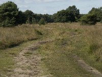 NL, Noord-Brabant, Oirschot, Landschotsche Heide 6, Saxifraga-Jan van der Straaten