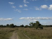 NL, Noord-Brabant, Oirschot, Landschotsche Heide 8, Saxifraga-Jan van der Straaten