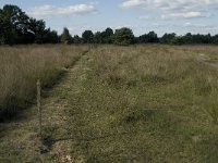 NL, Noord-Brabant, Oirschot, Landschotsche Heide 9, Saxifraga-Jan van der Straaten