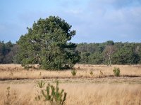 NL, Noord-Brabant, Oirschot, Landschotse Heide 14, Saxifraga-Tom Heijnen