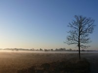 NL, Noord-Brabant, Oirschot, Landschotse Heide 2, Saxifraga-Tom Heijnen