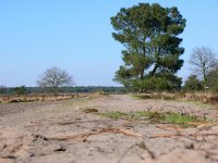 NL, Noord-Brabant, Oirschot, Landschotse Heide 5, Saxifraga-Tom Heijnen