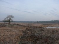 NL, Noord-Brabant, Oirschot, Landschotse Heide 6, Saxifraga-Tom Heijnen