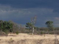 NL, Noord-Brabant, Oirschot, Landschotse Heide 9, Saxifraga-Tom Heijnen